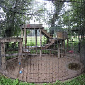 Serval Exhibit