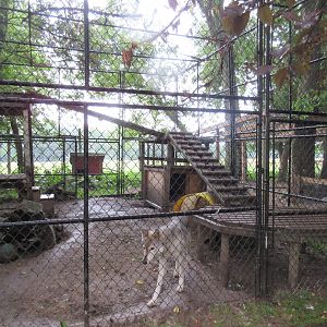 Grey Wolf Exhibit (sorry, poor quality photo)