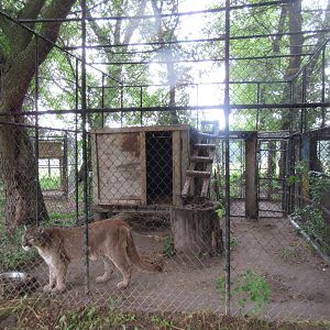 Cougar Exhibit (sorry, poor quality photo)