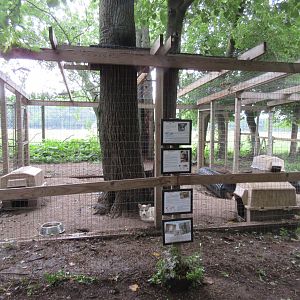 Red Fox/Gray Fox/Arctic Fox Exhibit