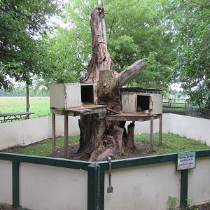 North American Porcupine Exhibit