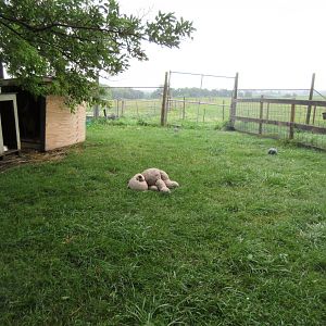 Red Kangaroo Exhibit + Stuffed Bear!