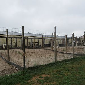 Goat/Llama/Dromedary Exhibits