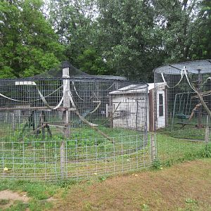 Ring-tailed Lemur Exhibit