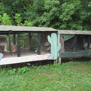 Striped Skunk + Domestic Rabbit Exhibits