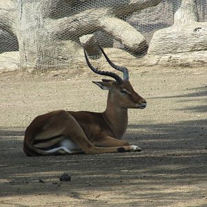 male impala