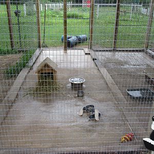 Striped Skunk Exhibit
