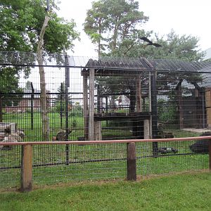 American Black Bear Exhibit - new extension