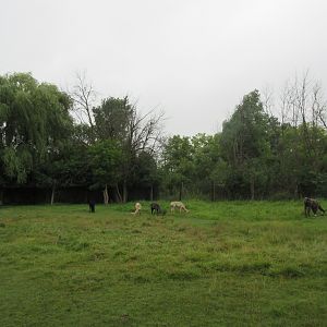 Alpaca/Llama Exhibit