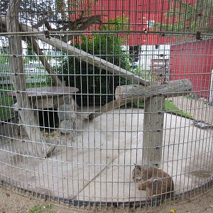 Canada Lynx Exhibit