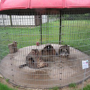 American Badger Exhibit