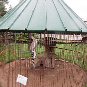 Ring-tailed Lemur Exhibit