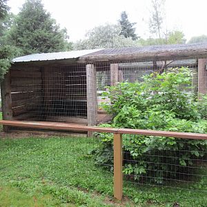 North American Porcupine Exhibit