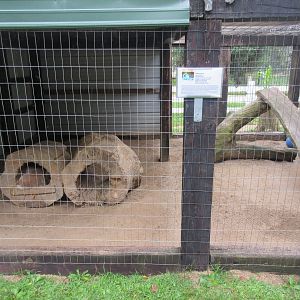 Raccoon Exhibit