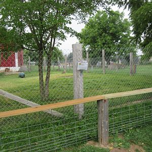 Red Kangaroo Exhibit
