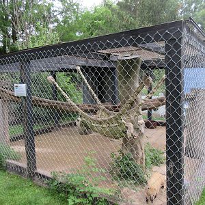 Coati Exhibit ('Mountain' Coati)