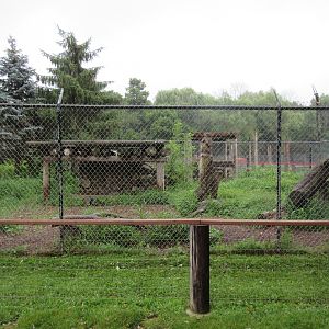 Grey Wolf Exhibit