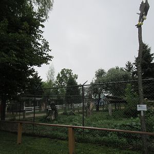 Grey Wolf Exhibit