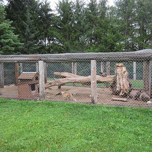 Red Fox Exhibit