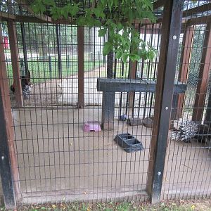African Crested Porcupine Exhibit