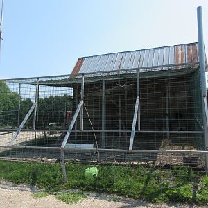 Ring-tailed Lemur Exhibit