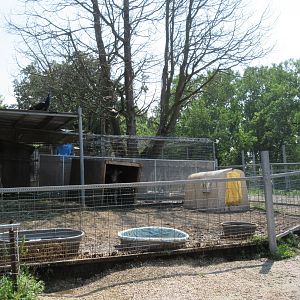Baby Dromedary + Baby Asian Water Buffalo Exhibit