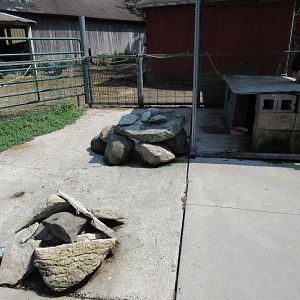 African Crested Porcupine Exhibit