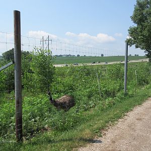 Emu/Ostrich Exhibit