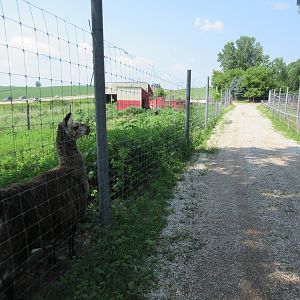 Llama Exhibit