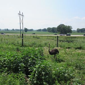 Emu/Ostrich Exhibit