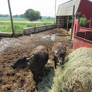 Asian Water Buffalo Exhibit