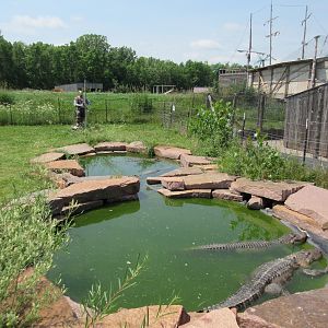 American Alligator Exhibit