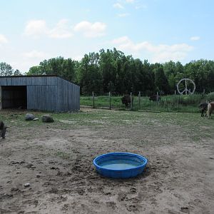 Donkey/Goat/Horse Exhibit (with Bison in background)