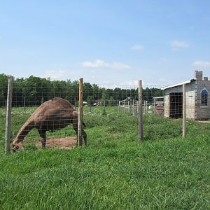 Dromedary Exhibit