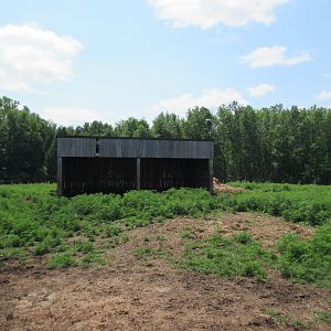 American Bison Exhibit