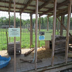African Crested Porcupine Exhibit
