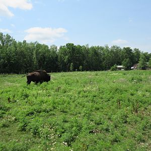 American Bison Exhibit