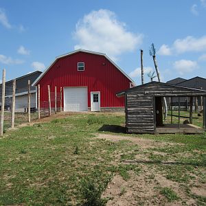 Red Kangaroo Exhibit