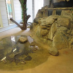 Juvenile American Alligator Exhibit (slightly blurry photo)