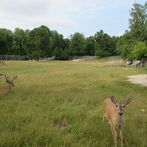 White-tailed Deer Exhibit