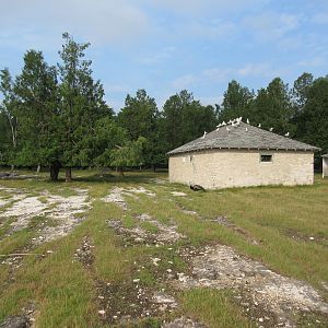 White-tailed Deer Exhibit