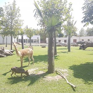 South American animals