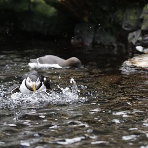 Common guillemot (Uria aalge) and Atlantic puffin (Fratercula arctica)