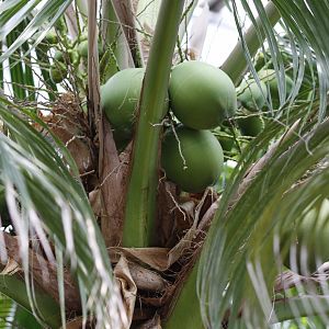 Coconuts!