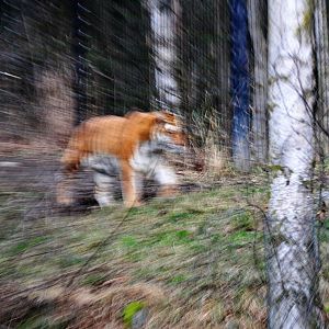 Keep them in focus.  Global Tiger Day 2018.