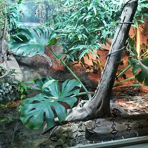 Mar. 2018 - Unseen New World - Green Anaconda + Boa Constrictor Exhibit
