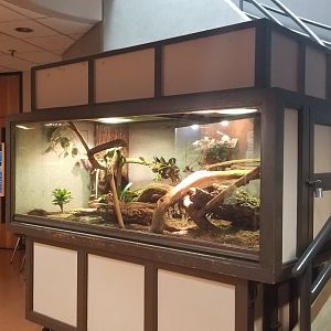 Mar. 2018 - Unseen New World - Caiman Lizard Exhibit in the Restroom Area