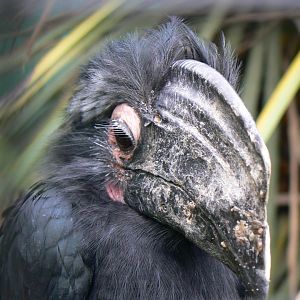 Black Hornbill - 29 July 2018