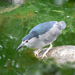 Black-crowned Night Heron - 29 July 2018