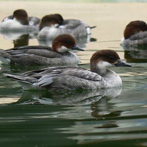 Smew - 29 July 2018